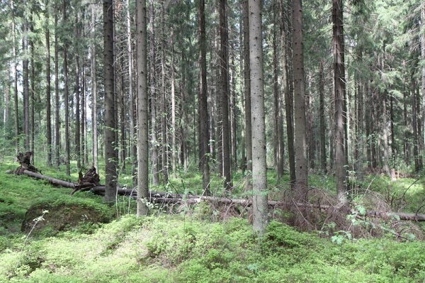 FOREST FINLAND 