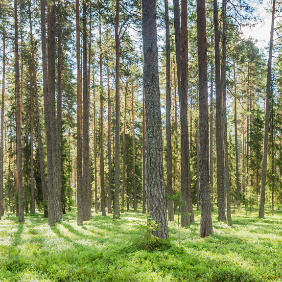 SCA_SWEDEN: THE FORESTS WILL BE AS RICH IN ANIMALS & PLANTS IN THE FUTURE AS TODAY